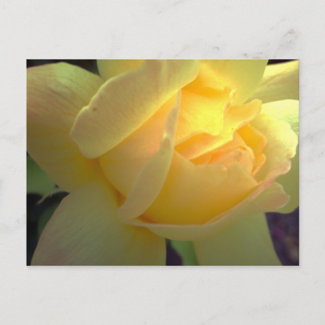Postal Sunlit del rosa amarillo (Anverso)