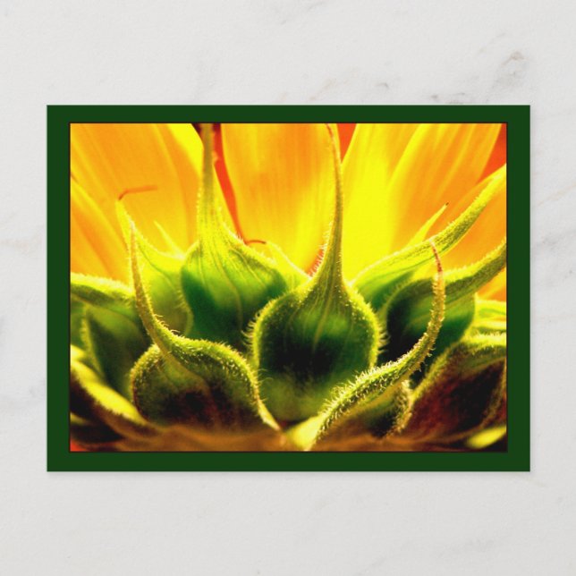 Postal Sunlit Sunflower (Anverso)