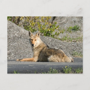 Postal Sunning Coyote
