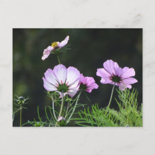 Postal Sunny Cosmea Flores MIRA Postcard