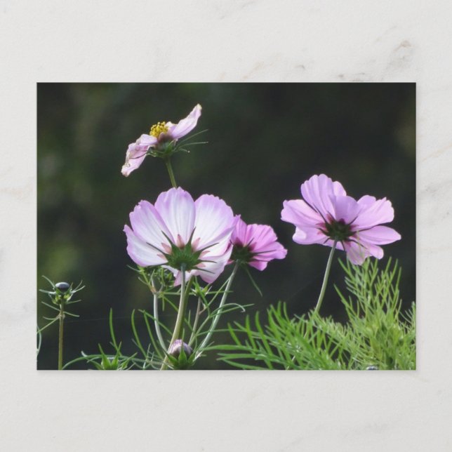 Postal Sunny Cosmea Flores MIRA Postcard (Anverso)