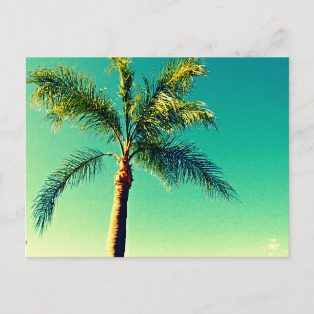 Postal Sunny Florida Palm Tree Sky Picture (Anverso)