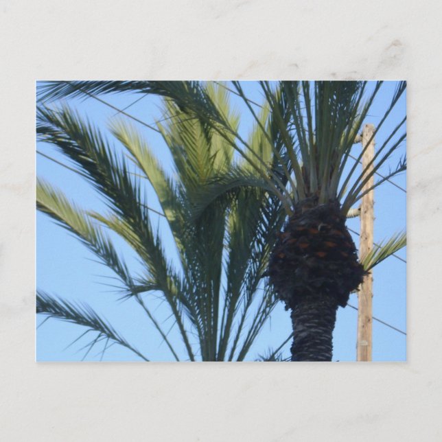 Postal Sunny Palm Trees California Vacation (Anverso)