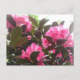 Postal Sunny Pink Rhododendron Flores MIRA Postcard