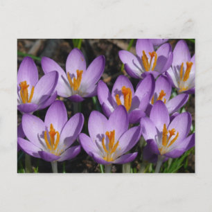 Postal Sunny Purple Crocuses