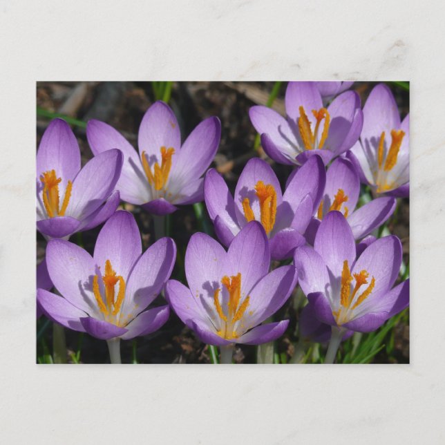 Postal Sunny Purple Crocuses (Anverso)