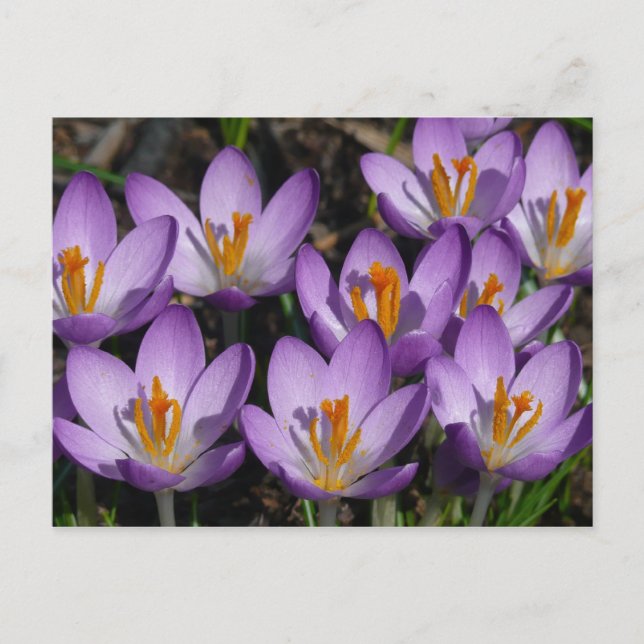 Postal Sunny Purple Crocuses (Anverso)