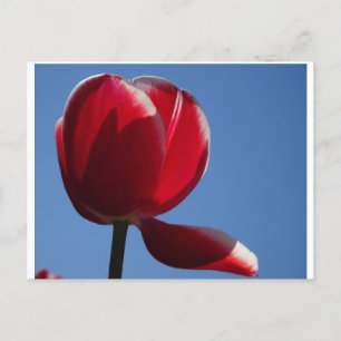 Postal Sunny Red Tulip Close - Postcard