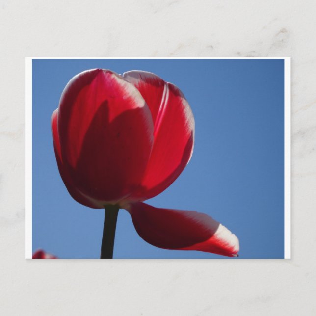 Postal Sunny Red Tulip Close - Postcard (Anverso)