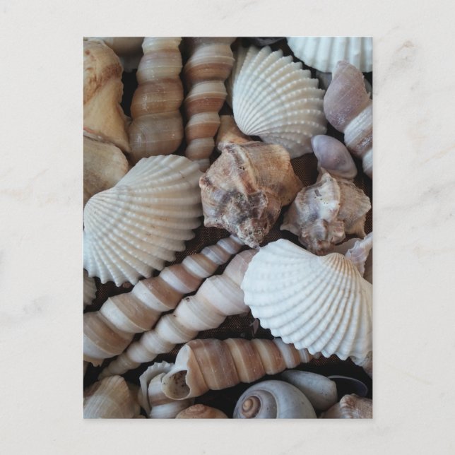 Postal Sunny Seashells Colección Naturaleza Verano (Anverso)