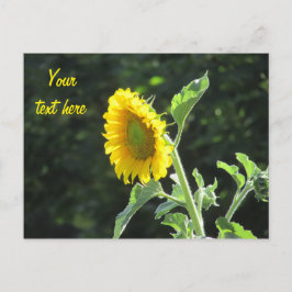 Postal Sunny Sunflower en pleno florecimiento