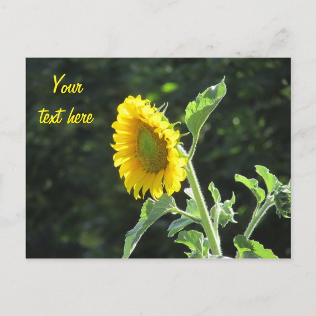 Postal Sunny Sunflower en pleno florecimiento (Anverso)