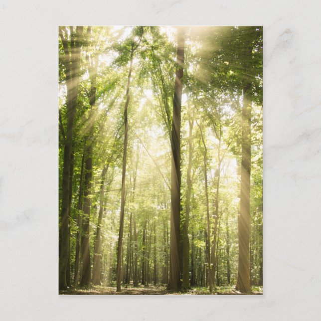 Postal Sunrays a través de Treetops (Anverso)