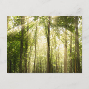 Postal Sunrays a través de Treetops