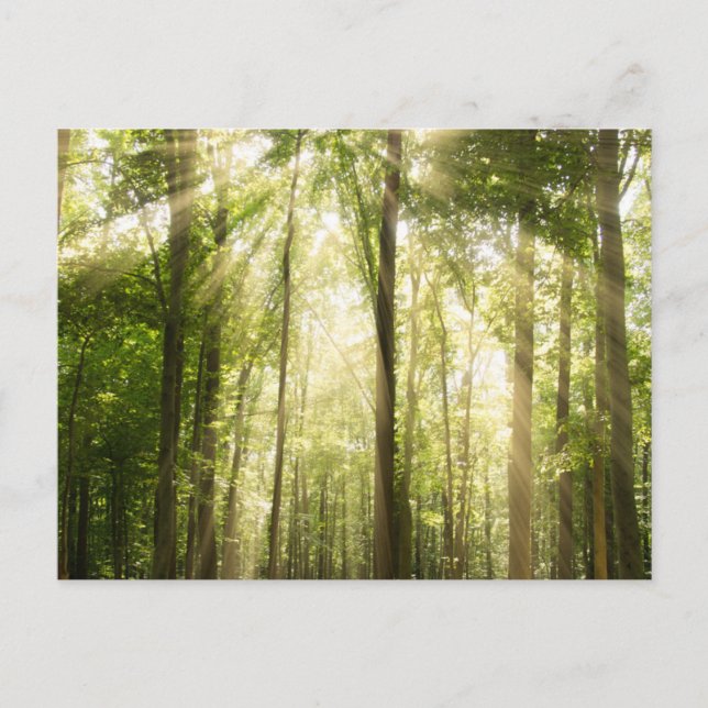 Postal Sunrays a través de Treetops (Anverso)