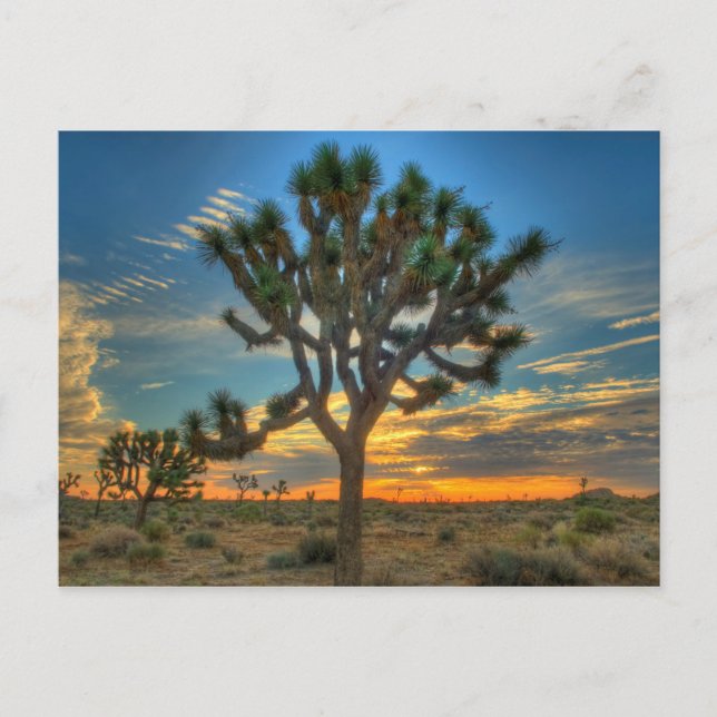 Postal Sunrise At Joshua Tree Parque Nacional (Anverso)