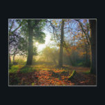 Postal Sunrise in otoño forest Postcard<br><div class="desc">Amanecer en el bosque de otoño - las vigas de sol iluminan un bosque en otoño.</div>