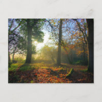 Sunrise in otoño forest Postcard