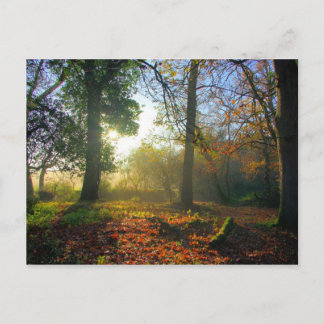 Postal Sunrise in otoño forest Postcard