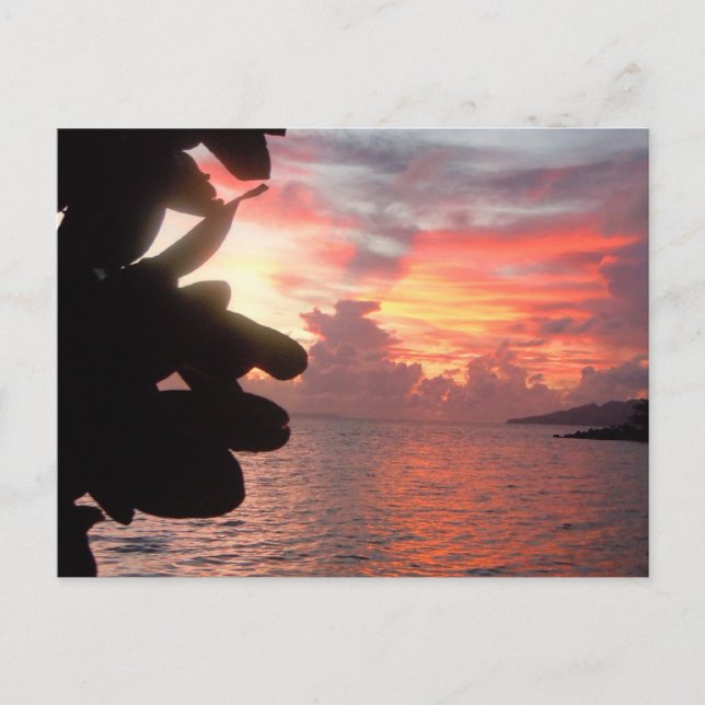 Postal Sunrise on South Pacific Island >Postcard (Anverso)