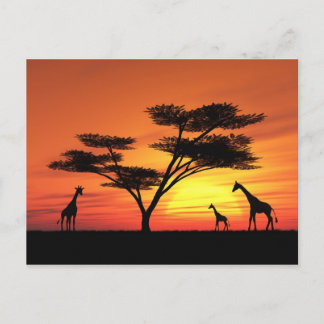 Postal Sunset africano