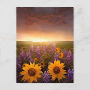 Postal Sunset Daisies