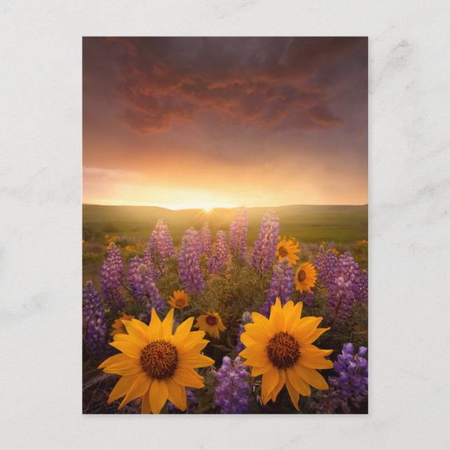 Postal Sunset Daisies (Anverso)