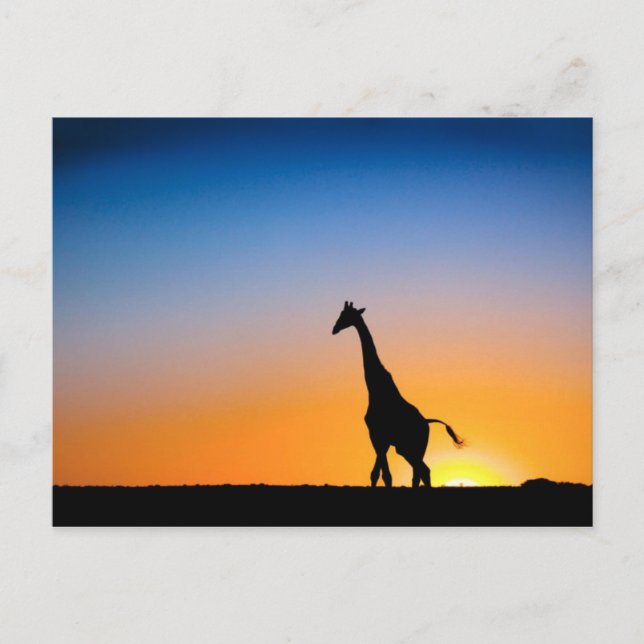 Postal Sunset de jirafas (Anverso)