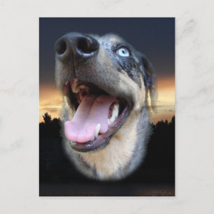 Postal Sunset de Perro Leopardo de Catahoula