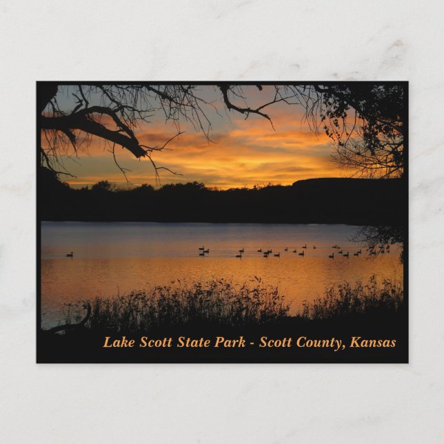 Postal Sunset en el Parque Estatal Lake Scott - Geese en  (Anverso)
