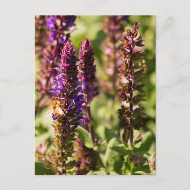Postal Sunset Flowers Bee (Anverso)
