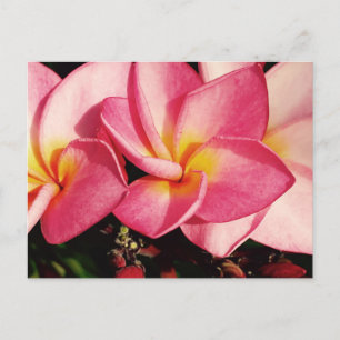 Postal Sunset Hawaiano Plumeria Frangipani Trio