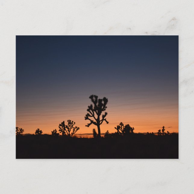 Postal Sunset Joshua Trees (Anverso)