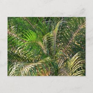 Postal Sunset Lit Palm Fronds Tropical