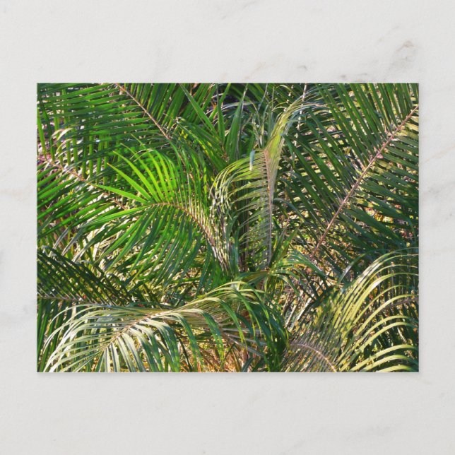 Postal Sunset Lit Palm Fronds Tropical (Anverso)