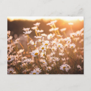 Postal Sunset Oxeye Daisies