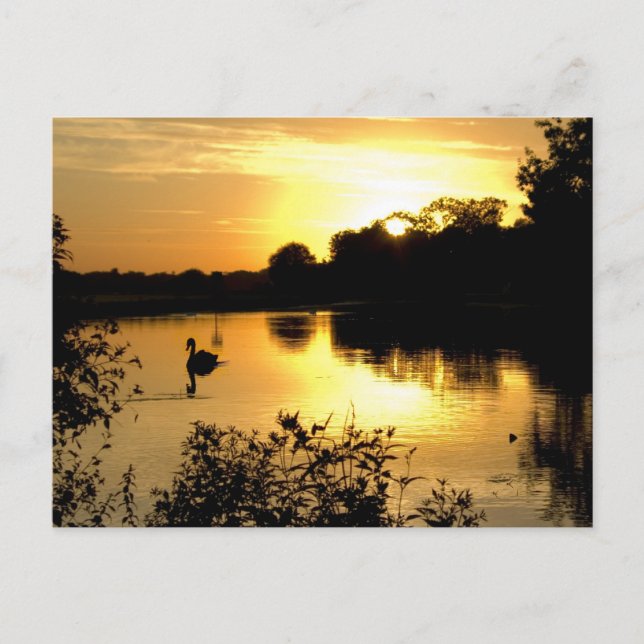 Postal Sunset Swan Lake naranja amarillo (Anverso)