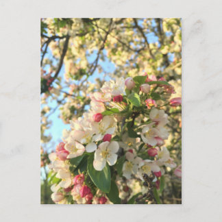 Postal Sunshine de Apple Blossom
