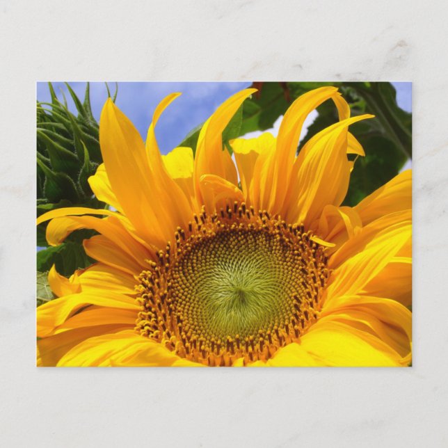 POSTAL SUNSHINE DE SUNFLOWER ~ POSTERIOR (Anverso)