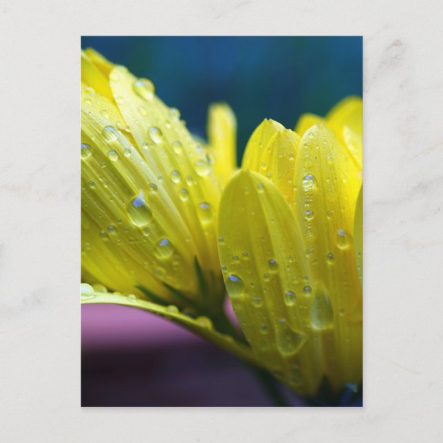 Postal Sunshine después de la lluvia fotográfica (Anverso)