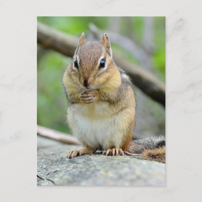 Postal Super Cute Chipmunk Posando dulcemente (Anverso)