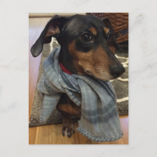 Postal ¡Super Perro!