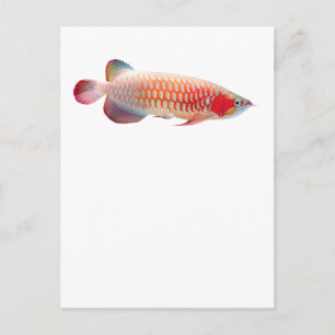 Postal "Super Red Arowana" の 優 良 製 2