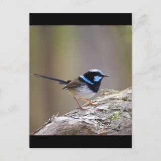 Postal Superb Fairy-wren