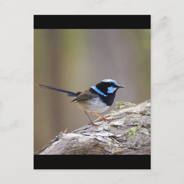 Postal Superb Fairy-wren (Anverso)