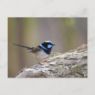 Postal Superb Fairy-wren