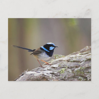 Postal Superb Fairy-wren