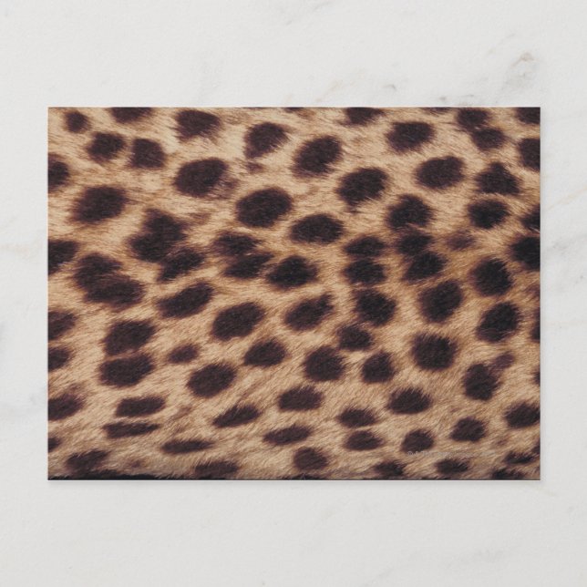 Postal Superficie de felino manchado (Anverso)