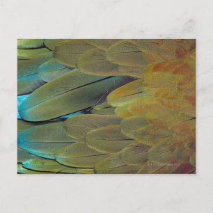Postal Superficie de la pluma