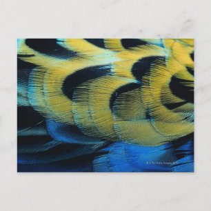 Postal Superficie de la pluma 4